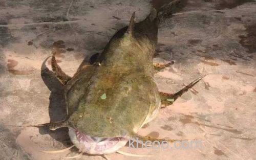 坦克鸭嘴鱼_1