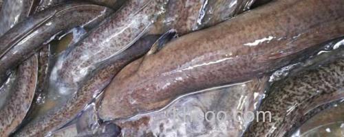 鲈鳗_0