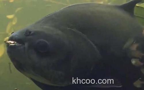 黑鳍巨脂鲤_3