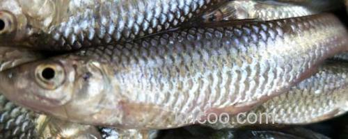 麦穗鱼_0