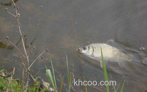 鲫鱼_0