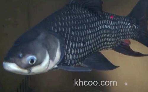 巨暹罗鲤_0