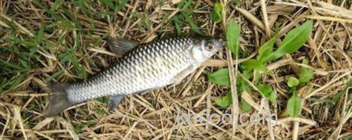 麦穗鱼_0