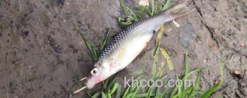 麦穗鱼_0