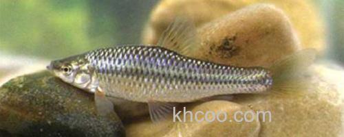 麦穗鱼_0