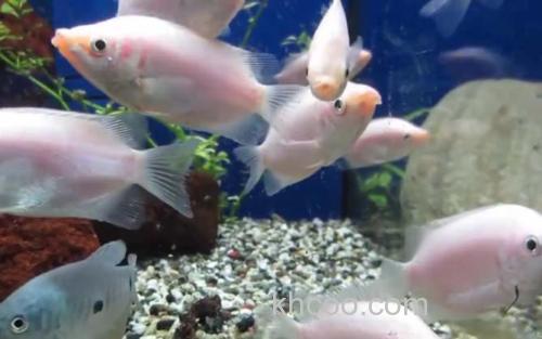 亲吻鱼_2