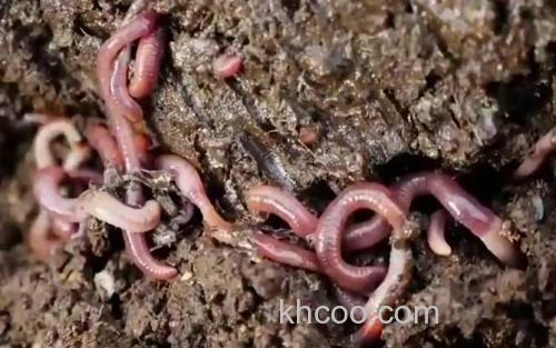蚯蚓_1