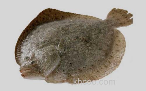 比目鱼_8