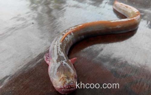 红狼牙鰕虎鱼_1