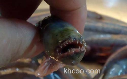 红狼牙鰕虎鱼_0