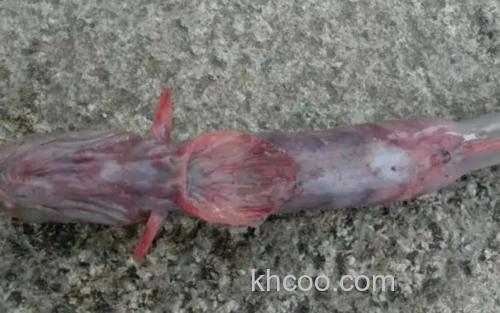 红狼牙鰕虎鱼_2