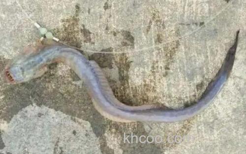 红狼牙鰕虎鱼_3