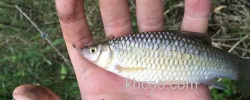 麦穗鱼_0
