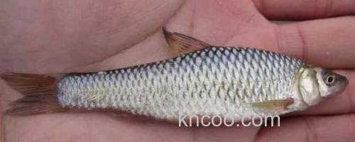 麦穗鱼_0