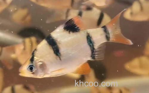 虎皮鱼_9