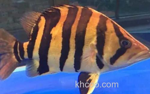 印尼虎鱼_2