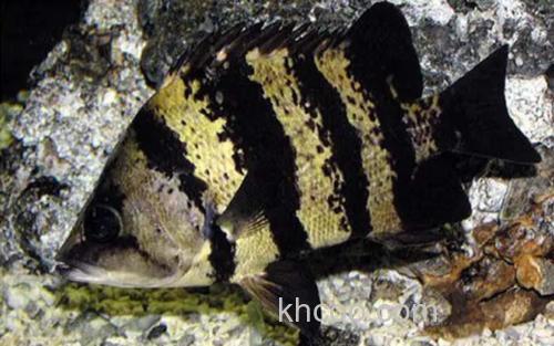 新几内亚虎鱼_3