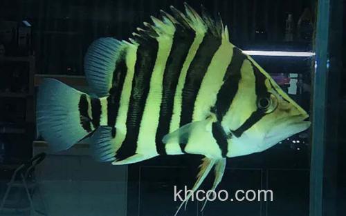 苏门答腊虎鱼_5