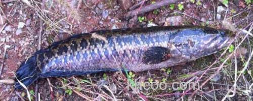 黑鱼_0