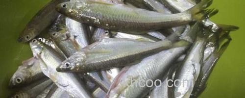 白条鱼_0