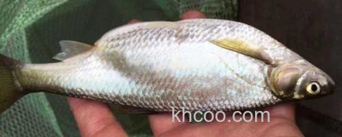 白条鱼_0