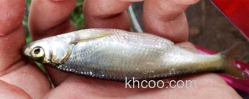 白条鱼_0