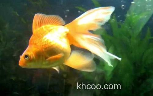 金鱼_0