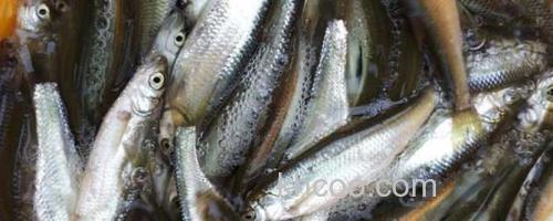 白条鱼_0