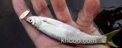 白条鱼_0