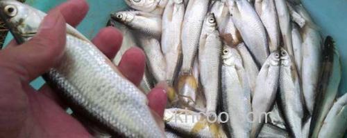 白条鱼_0