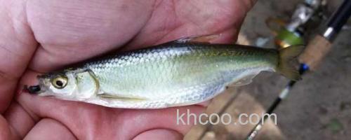 白条鱼_0
