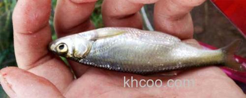 白条鱼_0