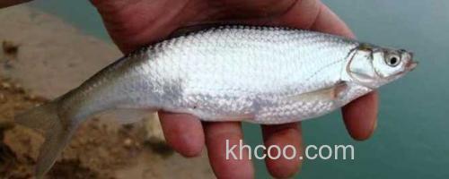 白条鱼_0