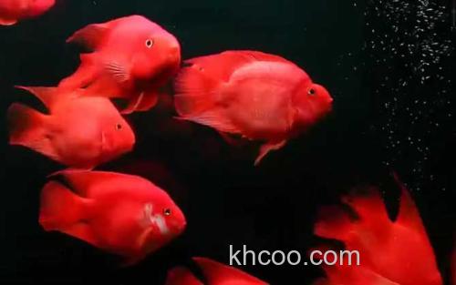 血鹦鹉鱼_1