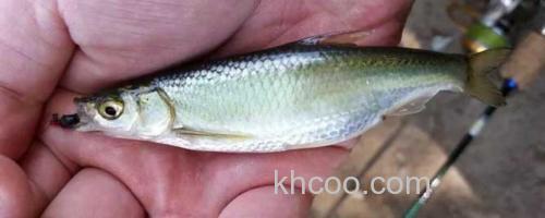 白条鱼_0