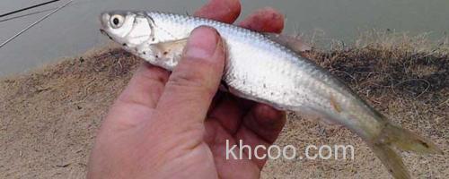 白条鱼_0