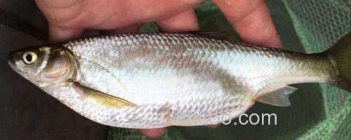 白条鱼_0