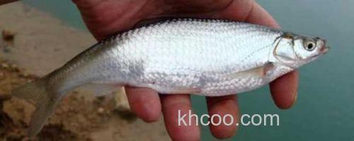 白条鱼_0