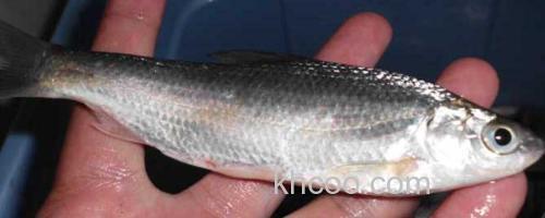 白条鱼_0