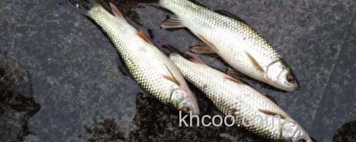 鲮鱼_0