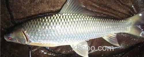 鲮鱼_0