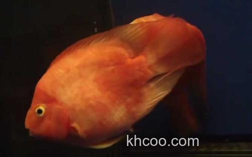 鹦鹉鱼_1