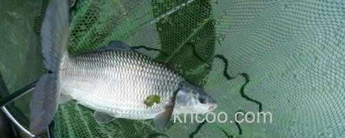 鲮鱼_0