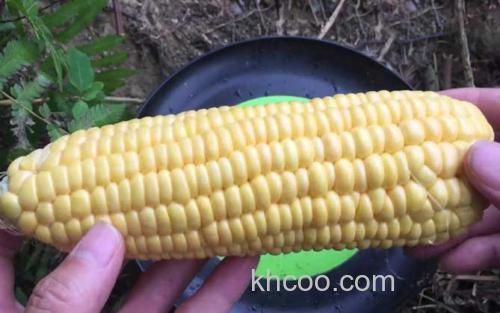玉米_1