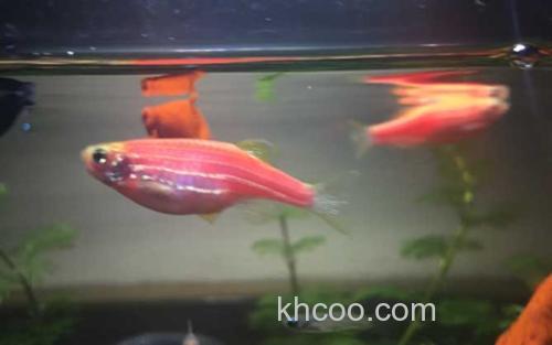 热带鱼_2