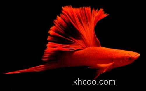 高旗红箭鱼_0