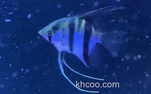 神仙鱼_0