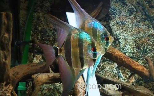 神仙鱼_0