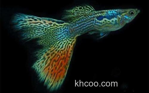 彩霞鱼_2