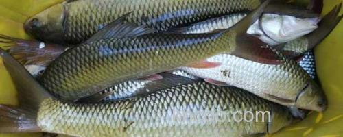 鲮鱼_0